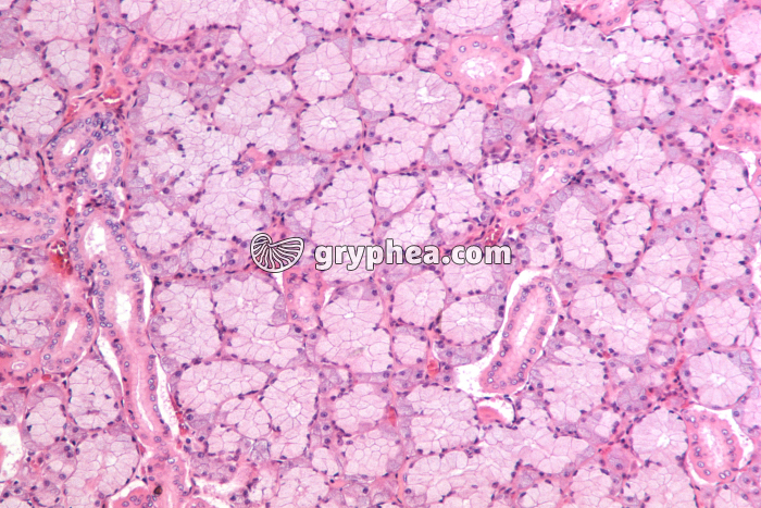 Glande salivaire x40 - gryphea.org